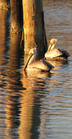pelicans